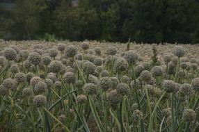 Wunderschne Felder